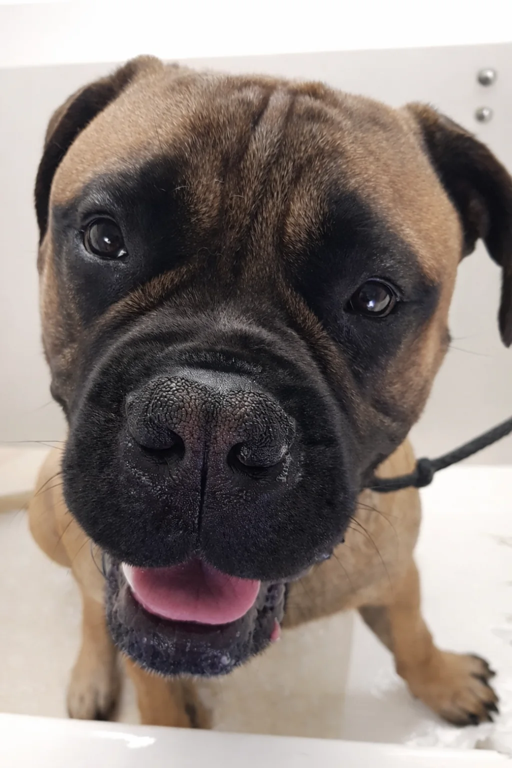 Boxer after grooming