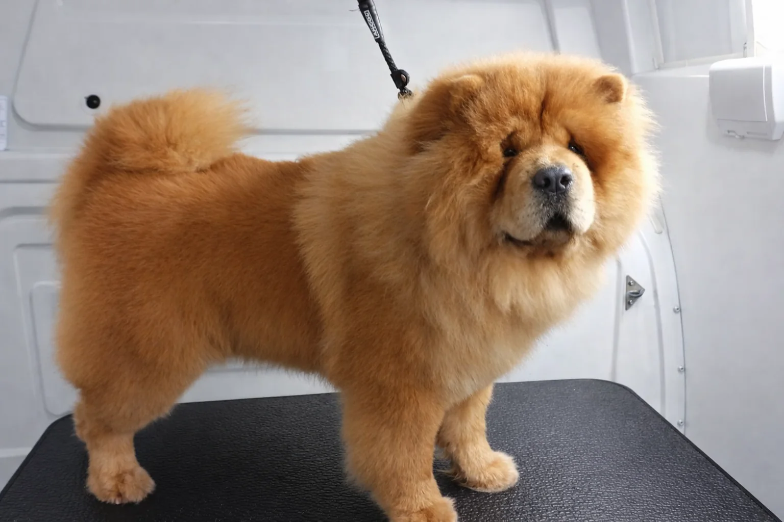 Chow Chow after grooming