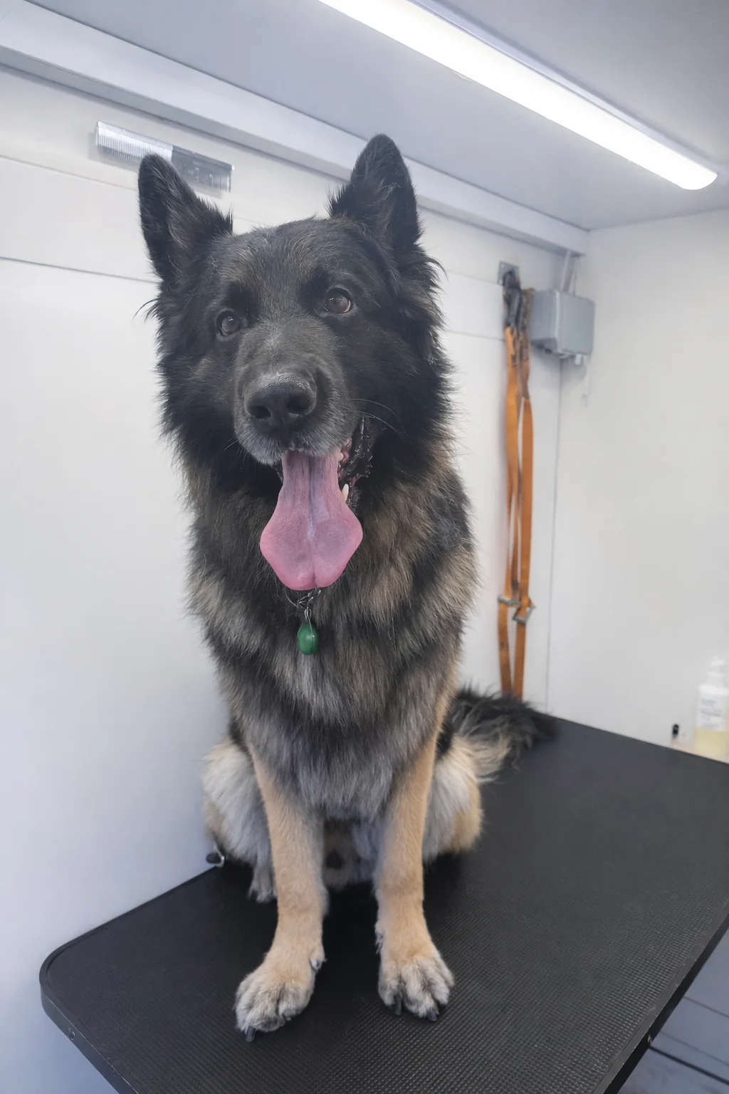 German Shepherd after grooming