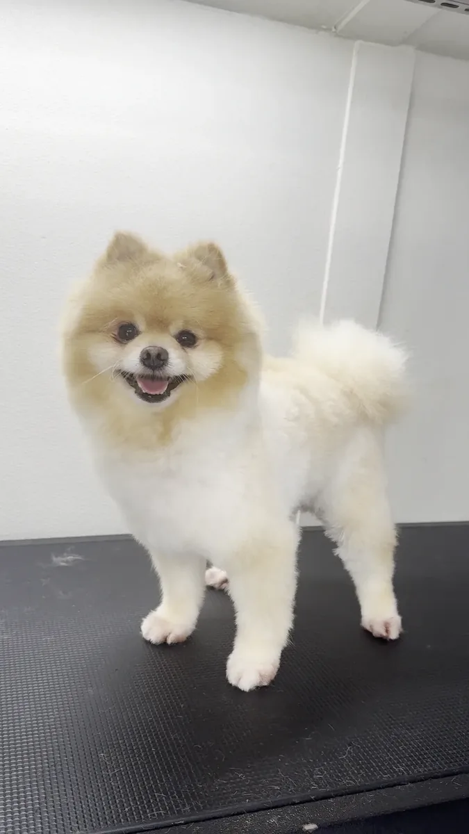 Pomeranian after grooming