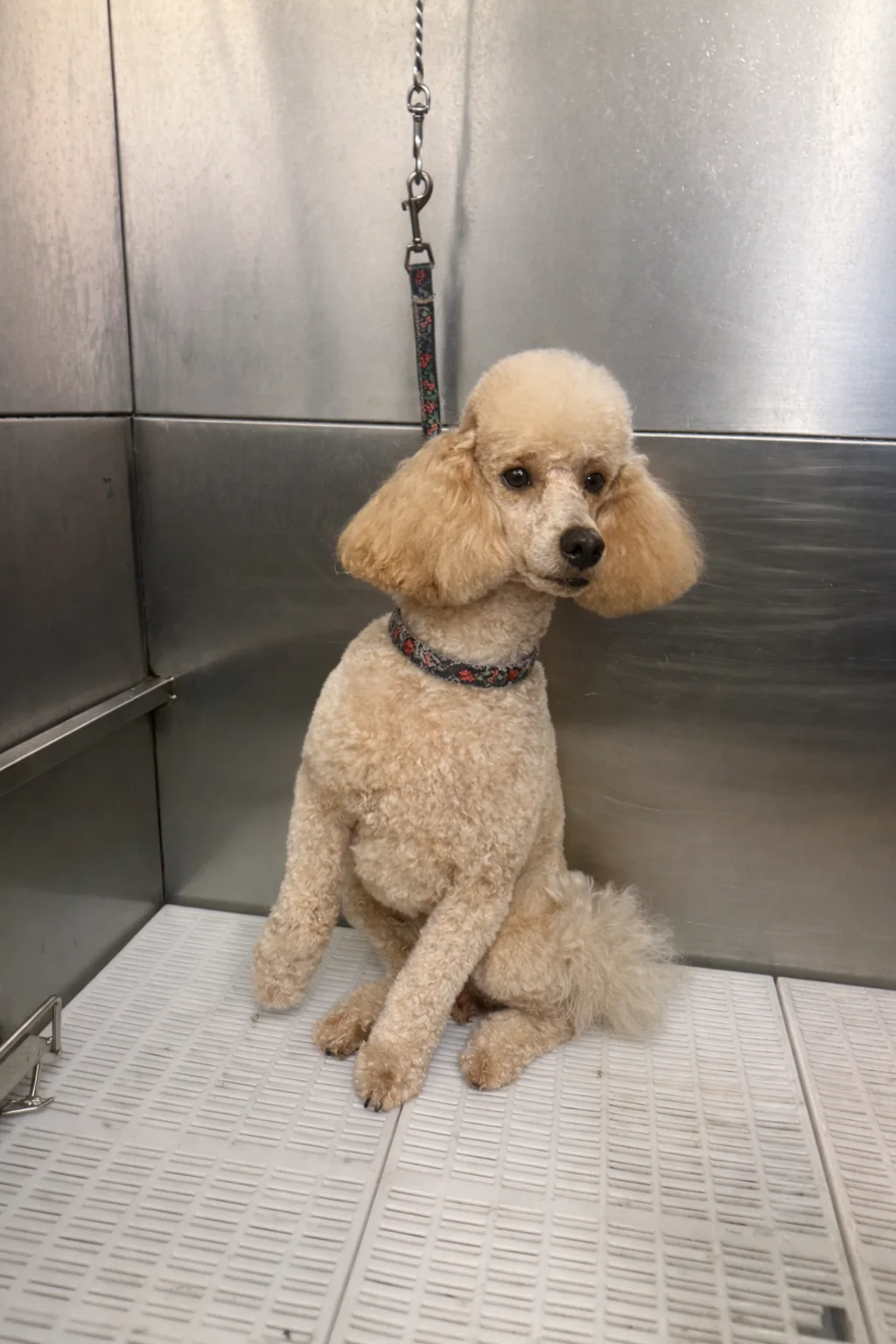 Poodle after a Full Groom inside the Pawlished & Pampered mobile salon
